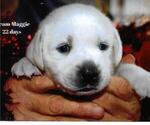 Puppy Maggie Labrador Retriever