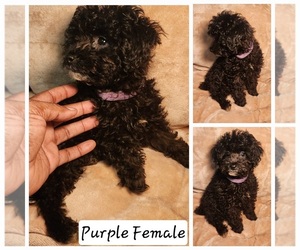 Poodle (Toy) Puppy for sale in FORT WASHINGTON, MD, USA
