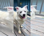 Small Australian Shepherd Mix