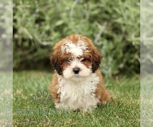 ShihPoo Puppy for sale in GORDONVILLE, PA, USA