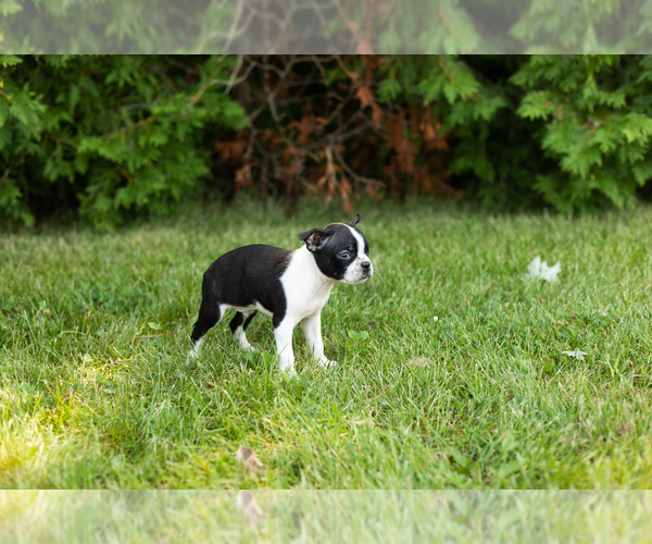 Medium Photo #39 Boston Terrier Puppy For Sale in MILFORD, IN, USA