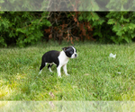 Small #38 Boston Terrier