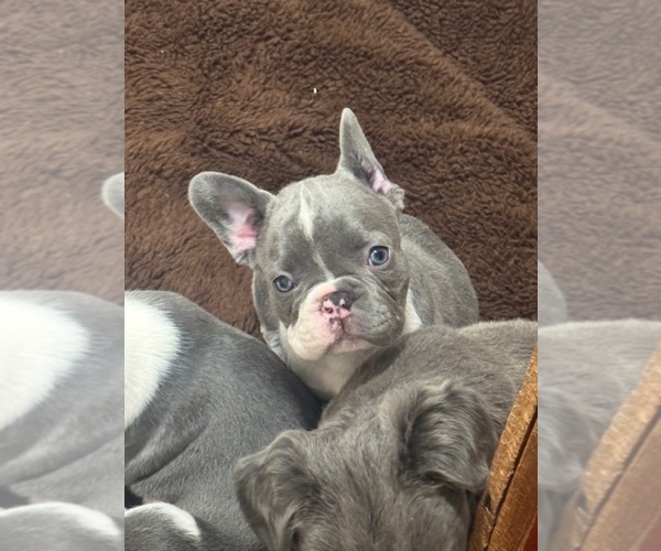 Medium Photo #10 French Bulldog Puppy For Sale in HELENA, MT, USA