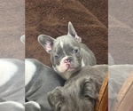 Small Photo #10 French Bulldog Puppy For Sale in HELENA, MT, USA