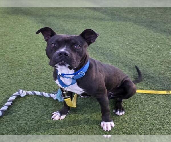 Medium Photo #1 Mutt Puppy For Sale in Las Vegas, NV, USA