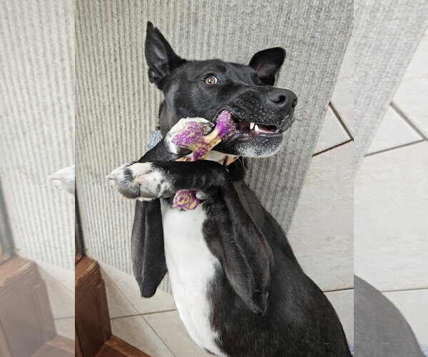 Medium Photo #10 Australian Kelpie-Unknown Mix Puppy For Sale in Rockaway, NJ, USA