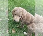 Small Photo #20 Goldendoodle Puppy For Sale in EATON RAPIDS, MI, USA