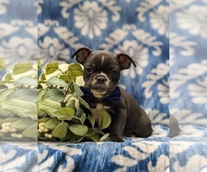 Faux Frenchbo Bulldog Puppy for sale in GLEN ROCK, PA, USA