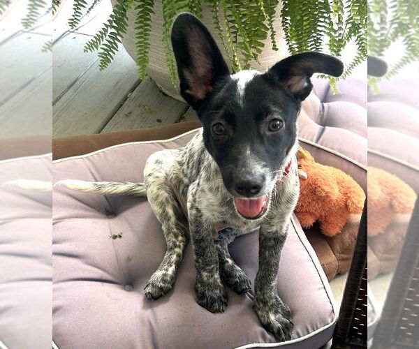 Medium Photo #3 Mutt Puppy For Sale in Canton, CT, USA
