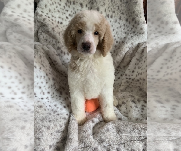 Medium Photo #5 Poodle (Standard) Puppy For Sale in DUNN, NC, USA