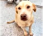 Small #1 Labrador Retriever Mix