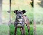 Small #17 Labrador Retriever Mix
