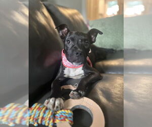 American Pit Bull Terrier-Unknown Mix Dogs for adoption in Mundelein, IL, USA