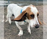 Small #5 Basset Hound