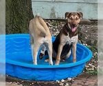 Small Photo #9 Huskies -Labrador Retriever Mix Puppy For Sale in HOUSTON, TX, USA