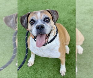 Ebba - Silver Heart - Female Boxer Dog for Adoption - Photo #8