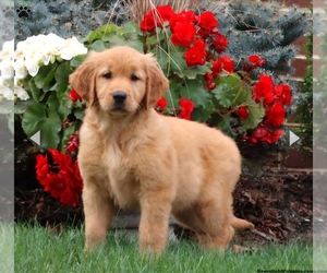 Golden Retriever Puppy for sale in CHRISTIANA, PA, USA