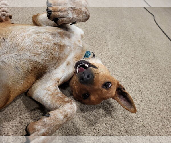 Medium Photo #2 Chihuahua Puppy For Sale in Sandy, UT, USA