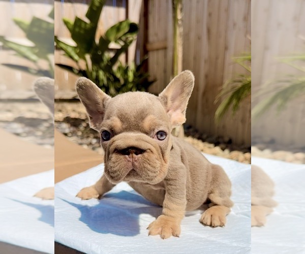 Medium Photo #4 French Bulldog Puppy For Sale in SACRAMENTO, CA, USA
