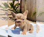 Coco - Female French Bulldog Puppy for Sale - Photo #4
