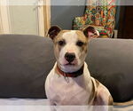 Small #4 American Staffordshire Terrier Mix