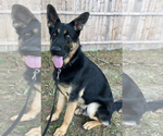 Small Photo #1 German Shepherd Dog Puppy For Sale in KINGSTON, NY, USA