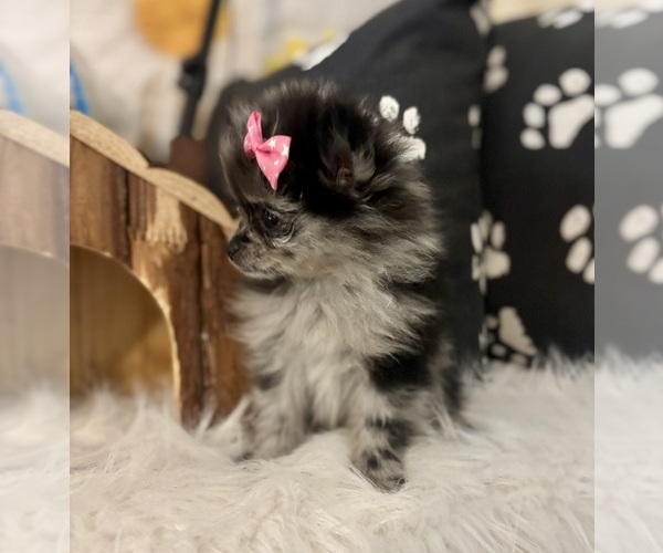 Medium Photo #4 Pomeranian Puppy For Sale in RIPLEY, MS, USA