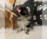 Small #3 Pomeranian