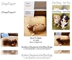 Small Photo #2 Australian Shepherd Puppy For Sale in PURCELLVILLE, VA, USA