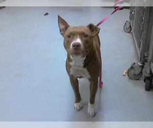 American Pit Bull Terrier Dogs for adoption in Fayetteville, NC, USA