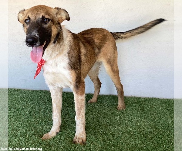 Medium Photo #2 Mutt Puppy For Sale in San Diego, CA, USA