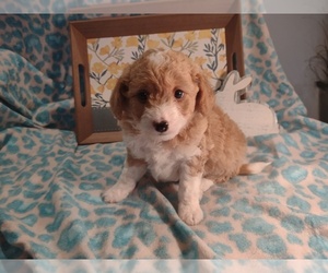 Pembroke Welsh Corgi-Poodle (Miniature) Mix Puppy for sale in LEBANON, MO, USA