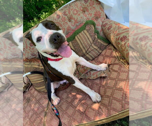 Medium Photo #2 Mutt Puppy For Sale in Elmsford, NY, USA