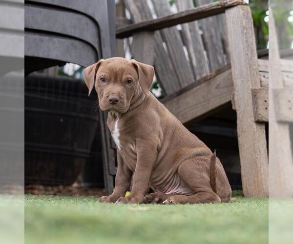 Medium Photo #3 Labrador Retriever-Unknown Mix Puppy For Sale in San Diego, CA, USA