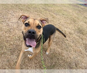 XEN - Male Boxer Dog for Adoption - Photo #2