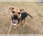 Small Photo #2 Boxer Puppy For Sale in Corpus Christi, TX, USA