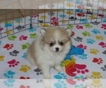 Small #4 Pomeranian