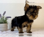 Small Photo #4 Yorkshire Terrier Puppy For Sale in FRANKLIN, IN, USA