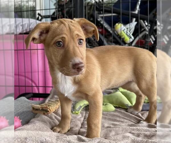 Medium Photo #20 Colonial Cocker Spaniel-Unknown Mix Puppy For Sale in San Diego, CA, USA
