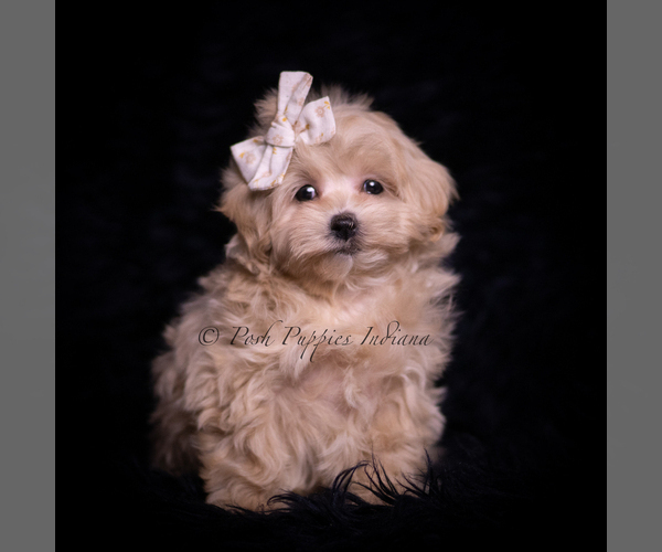 Medium Photo #102 Maltipoo (Miniature) Puppy For Sale in WARSAW, IN, USA