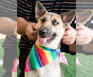 Margarita - Female Siberian Husky-Unknown Mix Dog for Adoption - Photo #9