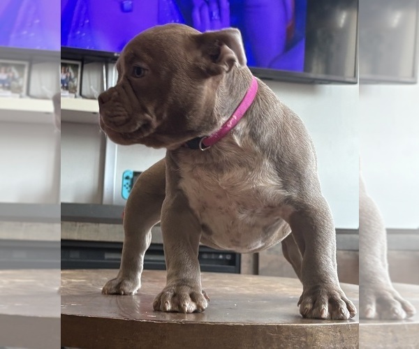 Medium Photo #8 American Bully Puppy For Sale in PAWTUCKET, RI, USA