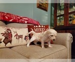 Small Photo #27 Goldendoodle Puppy For Sale in ATHENS, GA, USA
