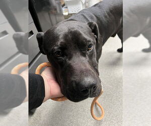 Labrador Retriever-Unknown Mix Dogs for adoption in Palmetto, FL, USA