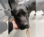 Small Labrador Retriever Mix