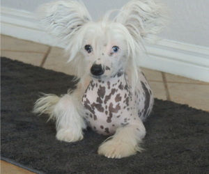 Chinese Crested Puppy for sale in AVONDALE, AZ, USA