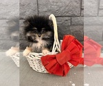 Small Photo #2 Pomeranian Puppy For Sale in MIDDLEBURY, IN, USA