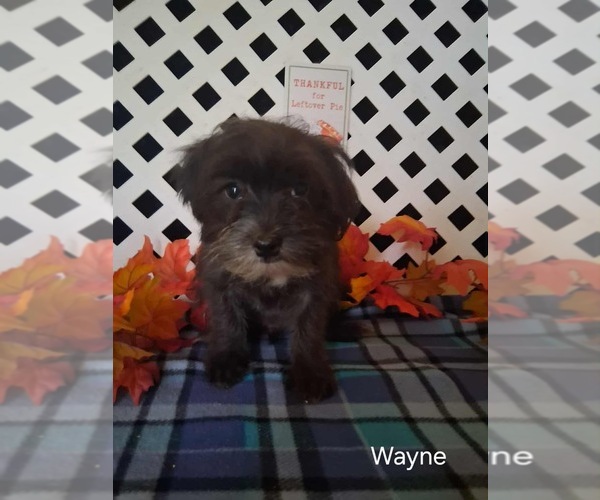 Medium Photo #1 Shorkie Tzu Puppy For Sale in MOUNT PLEASANT, MI, USA