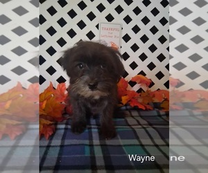 Shorkie Tzu Puppy for sale in MOUNT PLEASANT, MI, USA