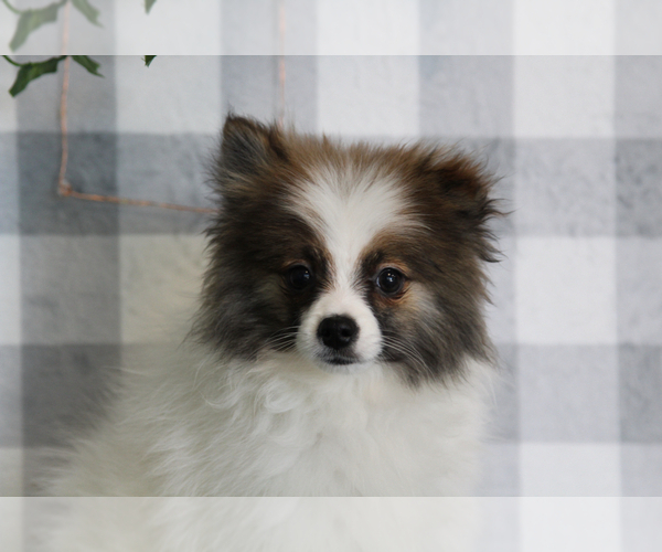 Medium Photo #2 Pomeranian Puppy For Sale in MARIETTA, GA, USA